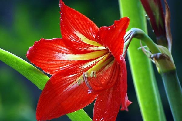 朱頂紅圖片大全 朱頂紅花語及寓意 朱頂紅有哪些品種