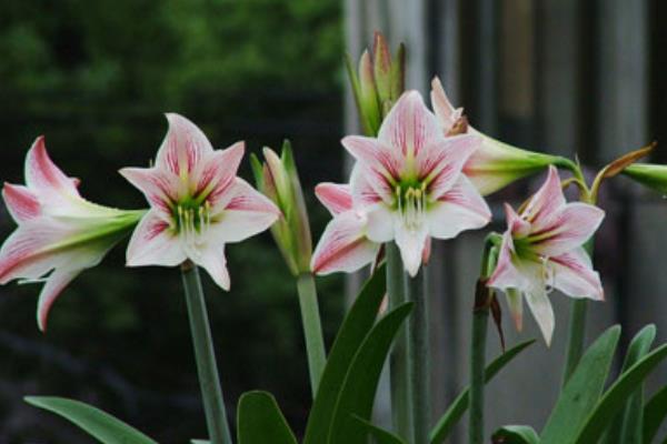 朱頂紅圖片大全 朱頂紅花語及寓意 朱頂紅有哪些品種