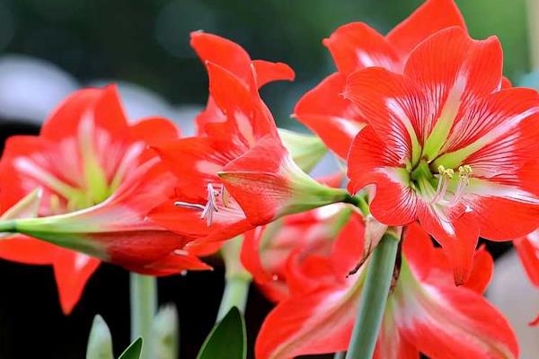 朱頂紅圖片大全 朱頂紅花語及寓意 朱頂紅有哪些品種