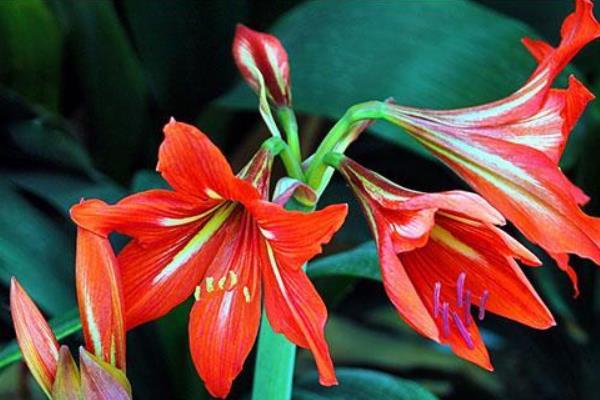 朱頂紅圖片大全 朱頂紅花語及寓意 朱頂紅有哪些品種