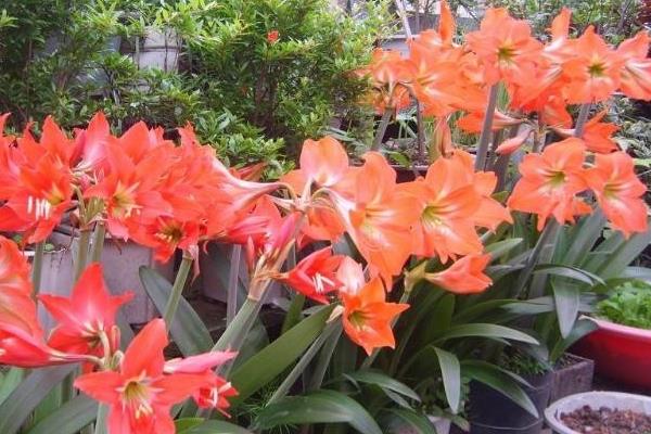 朱頂紅圖片大全 朱頂紅花語及寓意 朱頂紅有哪些品種