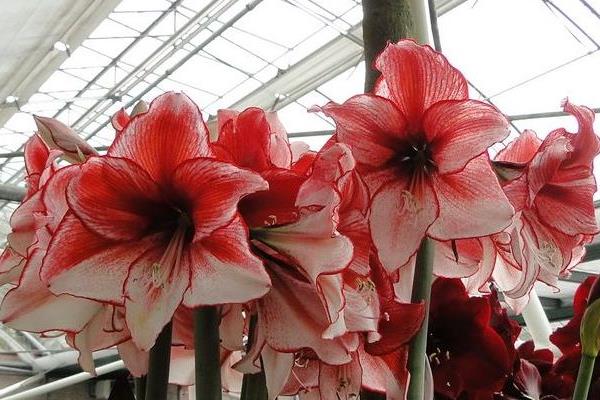 朱頂紅圖片大全 朱頂紅花語及寓意 朱頂紅有哪些品種