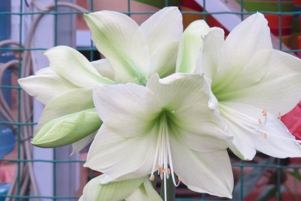 朱頂紅圖片大全 朱頂紅花語及寓意 朱頂紅有哪些品種