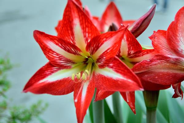 朱頂紅圖片大全 朱頂紅花語及寓意 朱頂紅有哪些品種