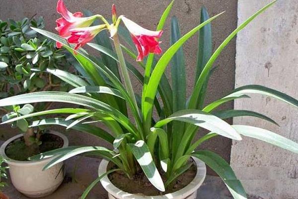 朱頂紅圖片大全 朱頂紅花語及寓意 朱頂紅有哪些品種