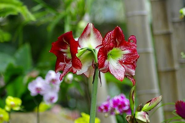 朱頂紅種子市場價(jià)格多少錢一斤 朱頂紅種子怎么種