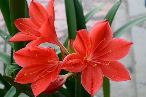 盆栽朱頂紅怎么澆水（多久澆一次）  朱頂紅的施肥方法