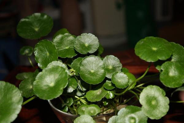 水培銅錢草怎么養 銅錢草水培養殖方法與注意事項