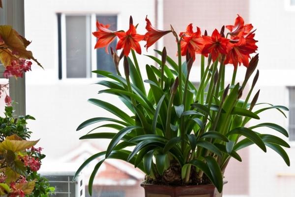 朱頂紅哪個(gè)品種最好看 朱頂紅什么品種價(jià)格最貴