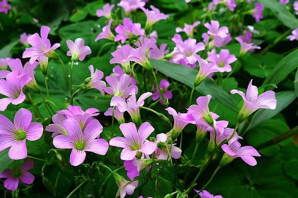 酢漿草和三葉草的區別是什么  常見的酢漿草品種