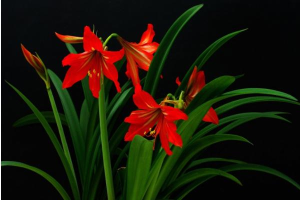 朱頂紅怎么養(yǎng) 朱頂紅養(yǎng)殖方法與注意事項(xiàng)