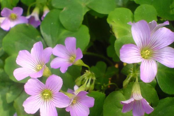 酢漿草的功效與作用 酢漿草藥用價值