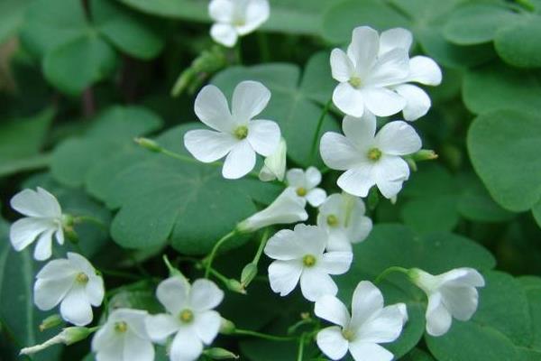 酢漿草的功效與作用 酢漿草藥用價值