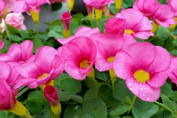 酢漿草的功效與作用 酢漿草藥用價值