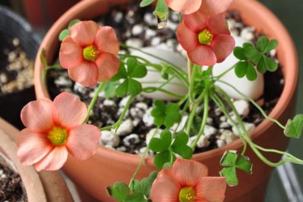 酢漿草的功效與作用 酢漿草藥用價值