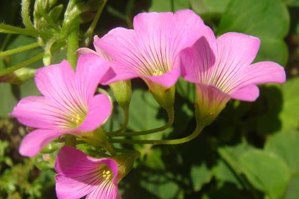 酢漿草的功效與作用 酢漿草藥用價值