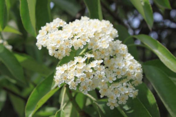 石楠花為什么叫最污花 小石楠花是什么梗