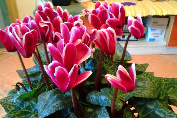 仙客來的種子怎么種 仙客來好養(yǎng)嗎