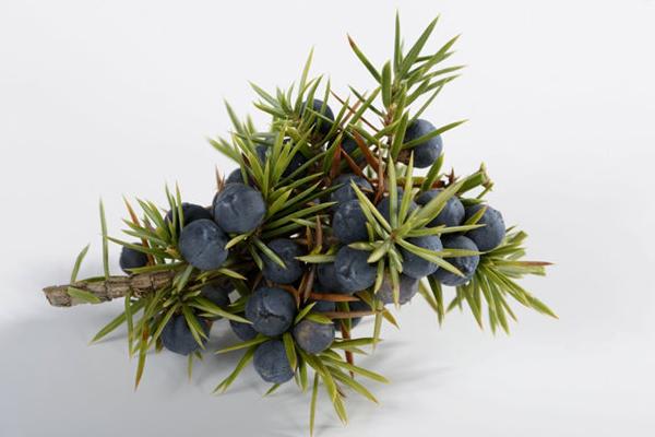 杜松盆景怎么養(yǎng) 杜松盆栽養(yǎng)殖方法與注意事項