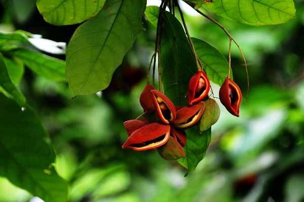 蘋婆樹怎么種 蘋婆種植方法與注意事項