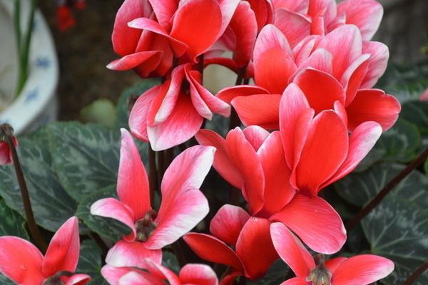 仙客來什么時(shí)候開花（幾月） 仙客來喜歡陽光嗎