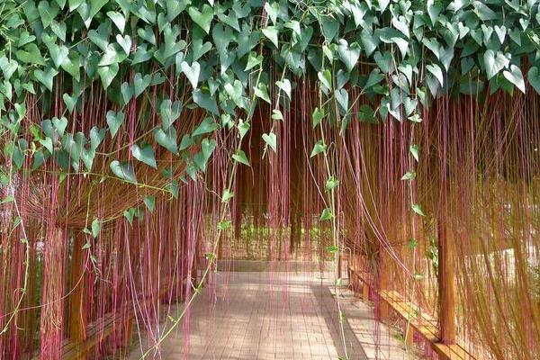 錦屏藤有毒嗎 錦屏藤能放在室內臥室嗎