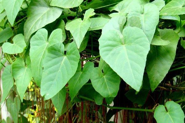 錦屏藤怎么養(yǎng) 錦屏藤養(yǎng)殖方法與注意事項