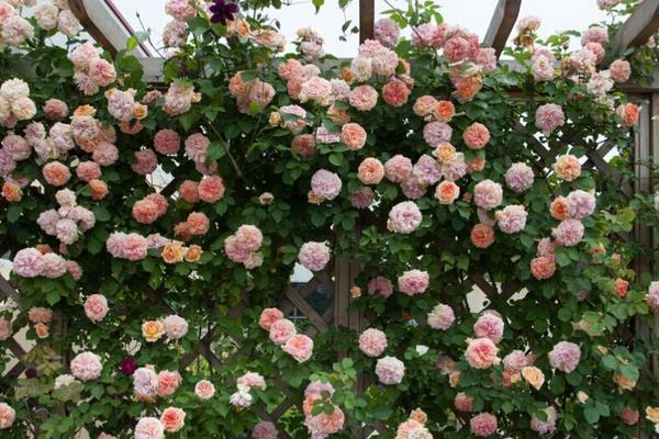 藤本月季哪個品種好 藤本月季圖片大全