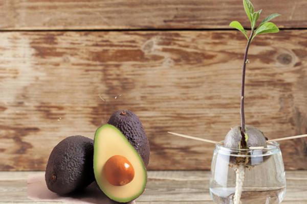 牛油果是什么季節(jié)的水果 怎么切牛油果