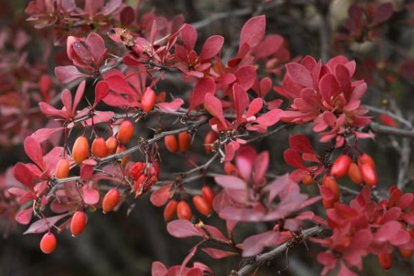 紫葉小檗盆景怎么制作 紫葉小檗盆栽養(yǎng)殖方法與注意事項(xiàng)