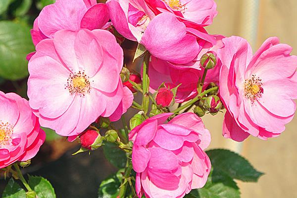 藤本月季哪個品種好 藤本月季圖片大全