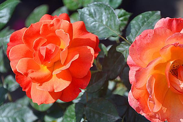 藤本月季哪個品種好 藤本月季圖片大全