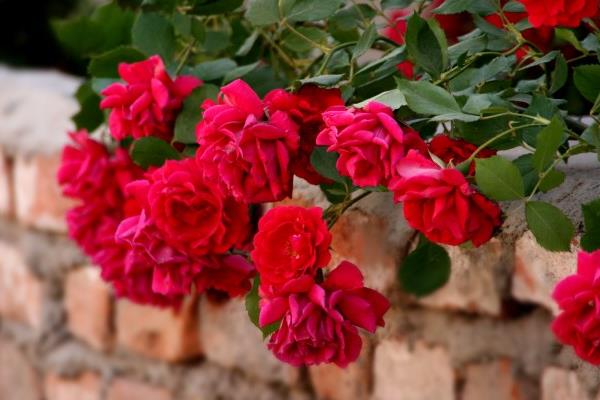 藤本月季哪個品種好 藤本月季圖片大全