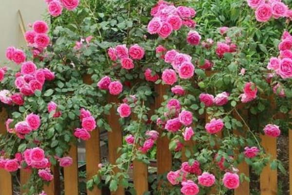 藤本月季哪個品種好 藤本月季圖片大全