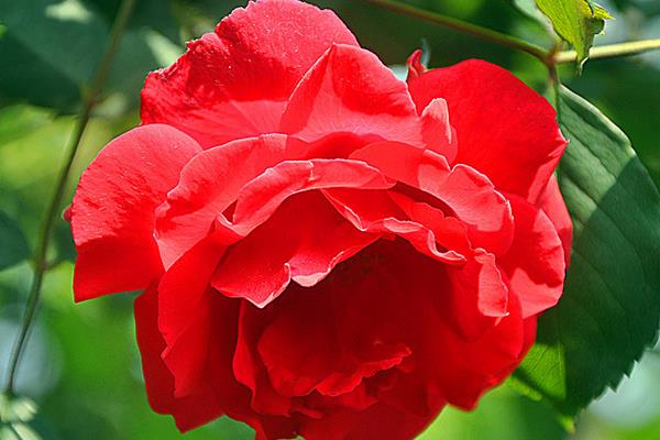 藤本月季哪個品種好 藤本月季圖片大全