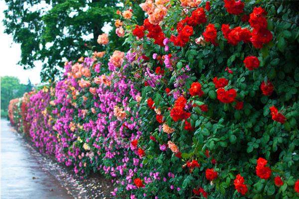 藤本月季哪個品種好 藤本月季圖片大全