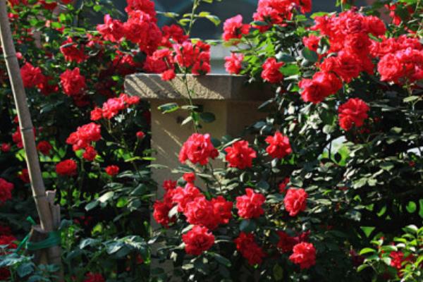 藤本月季哪個品種好 藤本月季圖片大全