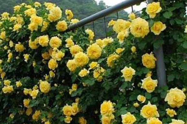 藤本月季哪個品種好 藤本月季圖片大全