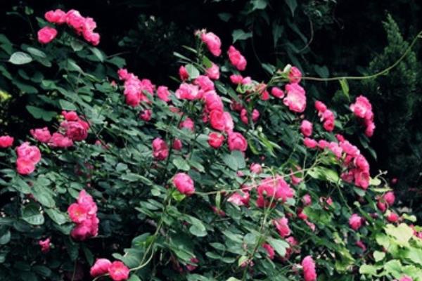 藤本月季哪個品種好 藤本月季圖片大全