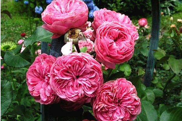 藤本月季哪個品種好 藤本月季圖片大全