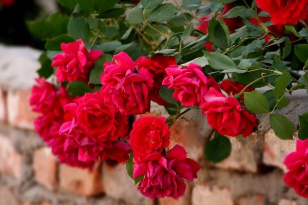 藤本月季和薔薇的區別是什么 藤本月季和薔薇哪個好