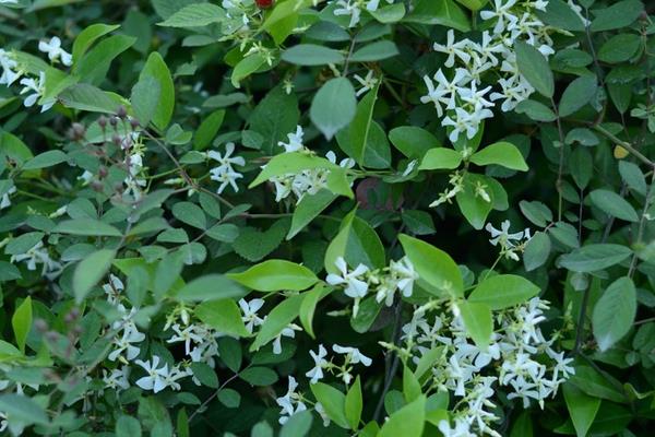 絡石有毒嗎 絡石能放在室內臥室嗎