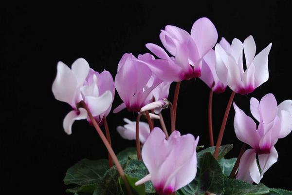 家庭養(yǎng)仙客來好嗎 養(yǎng)仙客來對風(fēng)水的作用（擺放位置）