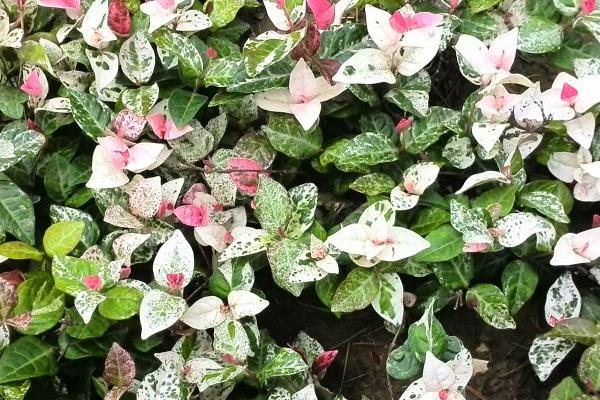 絡石有毒嗎 絡石能放在室內臥室嗎