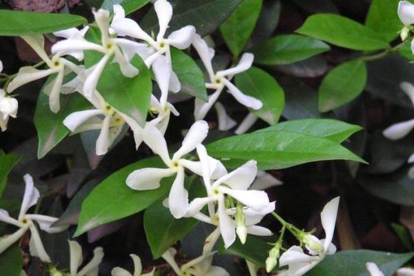 絡石有毒嗎 絡石能放在室內臥室嗎