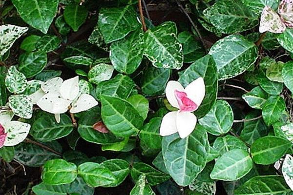 絡石有毒嗎 絡石能放在室內臥室嗎