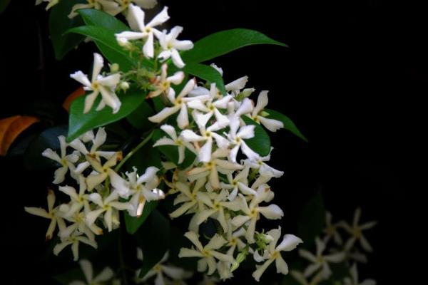 絡石有毒嗎 絡石能放在室內臥室嗎