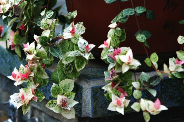 絡石有毒嗎 絡石能放在室內臥室嗎