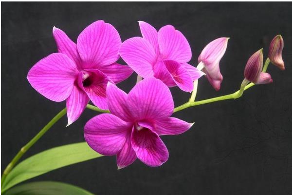 石斛蘭怎么養 石斛蘭花養殖方法與注意事項