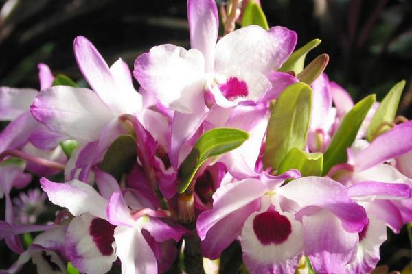 石斛蘭怎么養(yǎng) 石斛蘭花養(yǎng)殖方法與注意事項(xiàng)